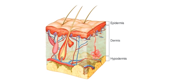 Integumentary System And Its Terms And Concept Flashcards